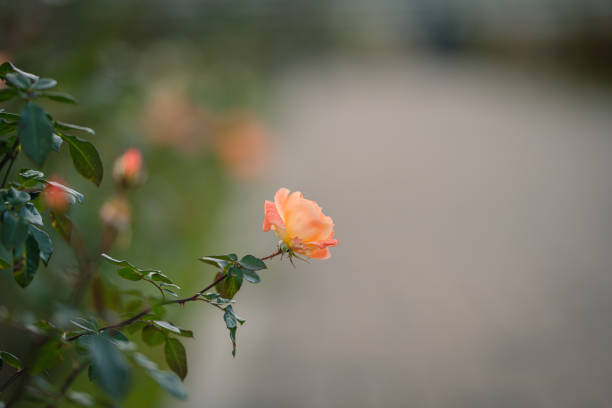 At the rose garden