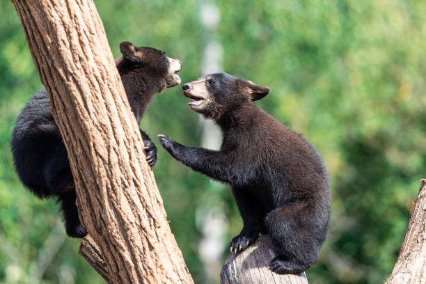istock Baby black bear playing in the tree 1256095220