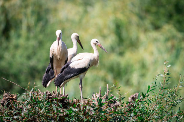 istock White Stork in the meadow 1256095410