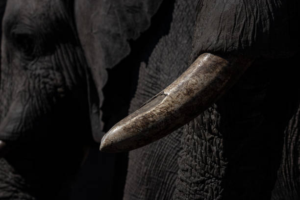 primo piano zanna di elefante. delta dell'okavango, botswana, africa - 5487 foto e immagini stock