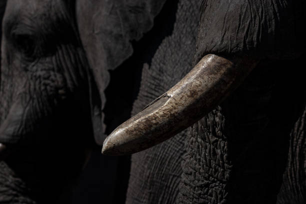 istock Elephant tusk closeup. Okavango Delta, Botswana, Africa 1256095670
