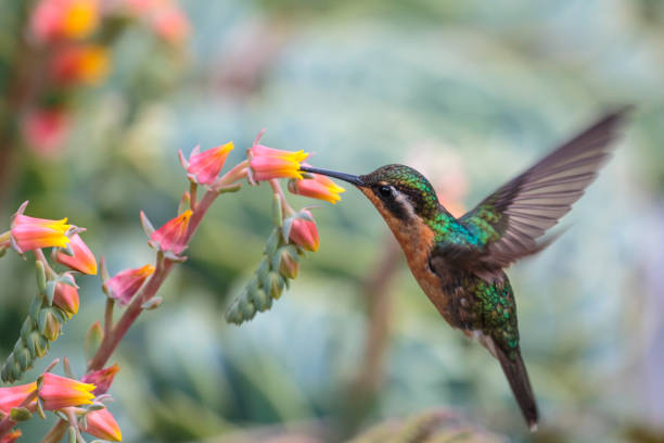 colibrì dalla gola viola in costa rica - colibrì foto e immagini stock