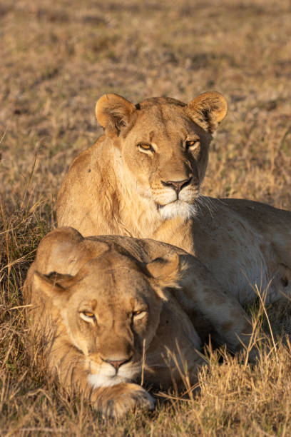 istock Lions resting. Okavango Delta, Botswana, Africa 1256096636