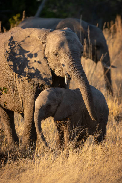 istock Elephants with a baby. Okavango Delta, Botswana, Africa 1256097530
