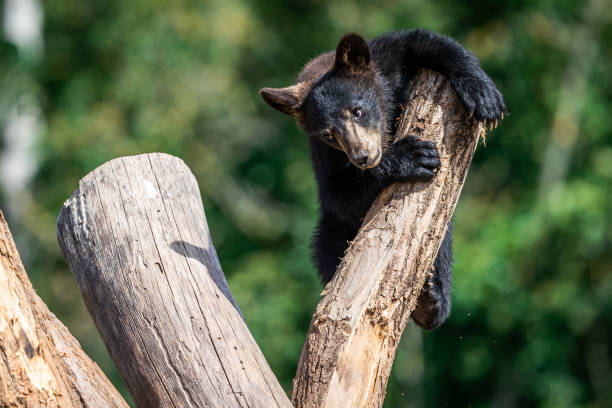 istock Baby black bear playing in the tree 1256097574