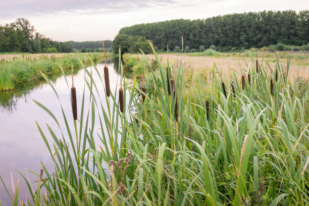 cola de gato de hoja ancha o bulrush crece a lo largo del borde del agua - carrizo pequeño fotografías e imágenes de stock