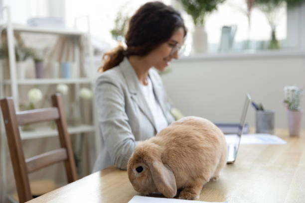 istock Cute fluffy domestic rabbit sit on desk eating hay 1256097808