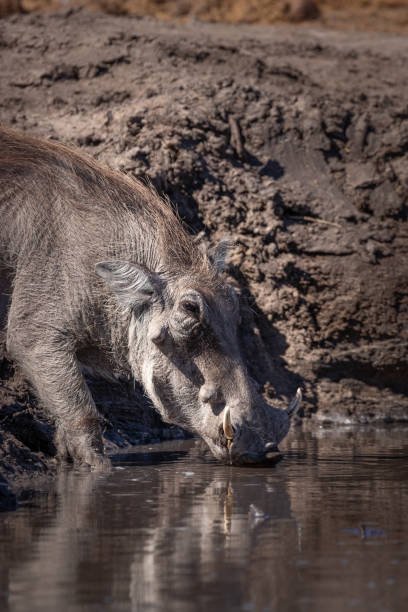 istock Warthog drinking in the Okavango Delta, Botswana, Africa 1256097822