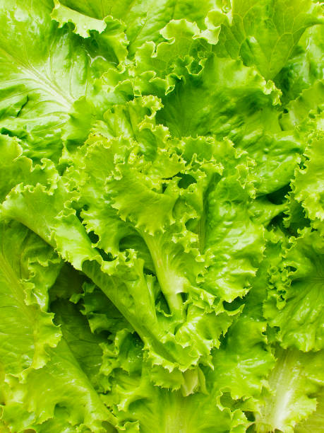 istock Baby green lettuce 1256098011