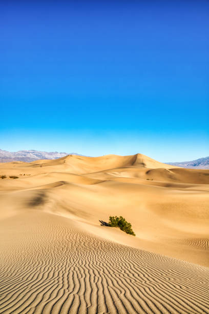 mesquite dunes en el parque nacional del valle de la muerte en sunrise, california - sand dune sand orange california fotografías e imágenes de stock