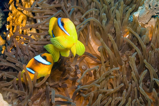 istock Red Sea Clownfish, Red Sea, Egypt 1256098400