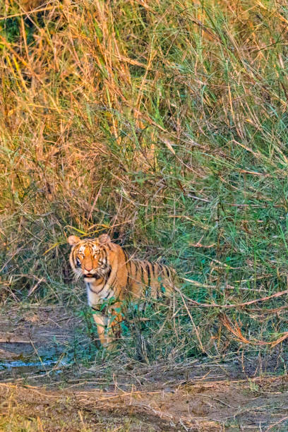 istock Bengal Tiger, Royal Bardia National Park, Nepal 1256098404