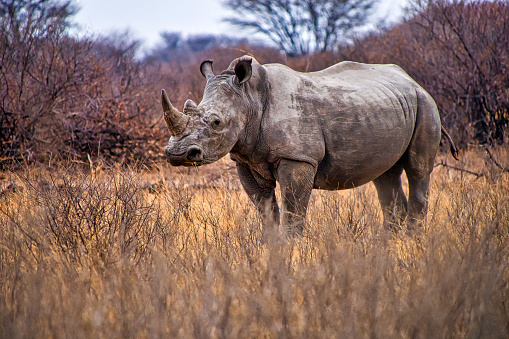 Rhino head close-up