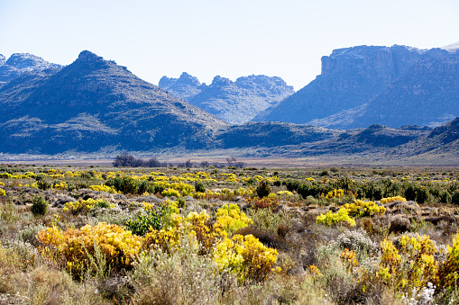 A plain filled with colorful shrubs of indigenous fynbos vegetation in the Cederberg Wilderness conservancy in South Africa, with craggy mountains in the background.