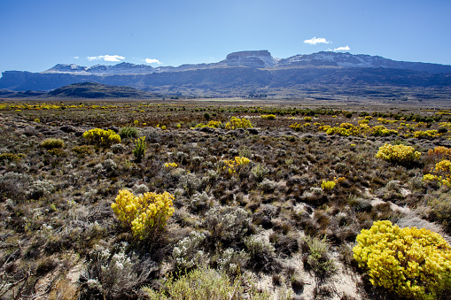 A plain filled with colorful shrubs of indigenous fynbos vegetation in the Cederberg Wilderness conservancy in South Africa, with craggy mountains in the background.