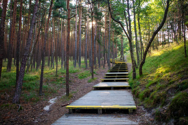 Wooden path through a pine forest to the Epha's Dune on the Curonian Spit.
