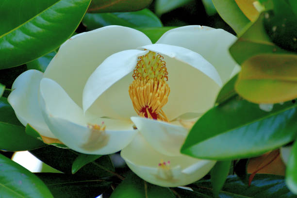 istock Magnolia grandiflora Flower 1256100667