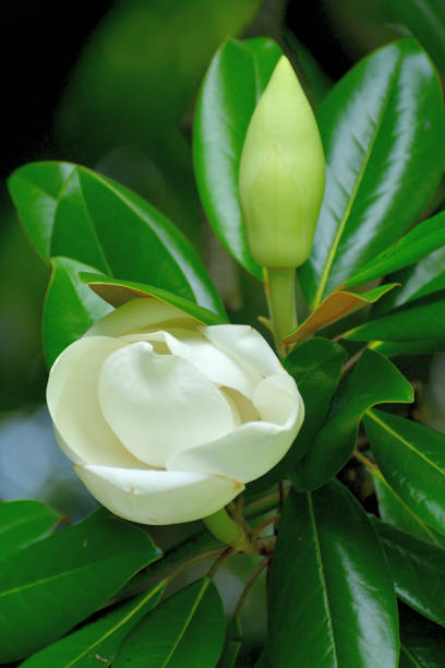 Magnolia grandiflora, commonly called Southern magnolia or Bull bay, is a medium to large evergreen tree, growing to 10-30meters high. Native to Southeastern United States, it is now widely cultivated in warm areas around the world. Flagrant white flowers bloom in early summer (June-July), which turn into cone-like fruiting clusters that mature in late summer to early fall, releasing seeds at maturity.