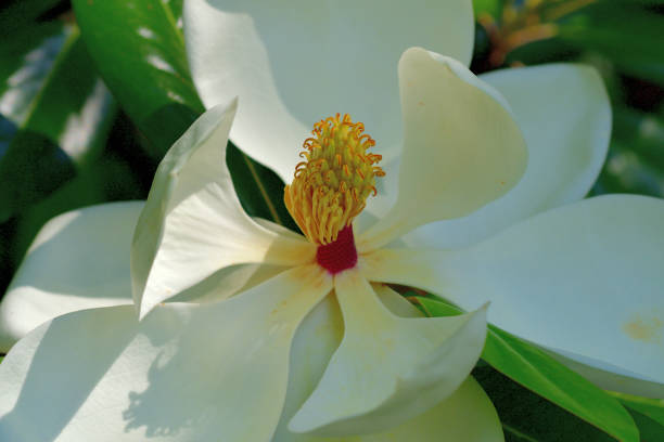 マグノリア グランジフローラ フラワー - magnolia fruit sweet magnolia evergreen tree ストックフォトと画像