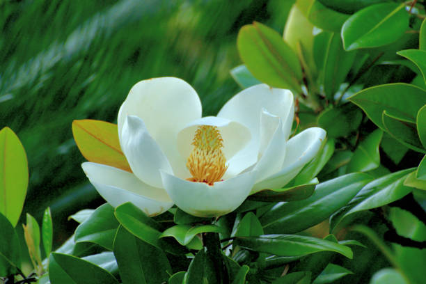 magnolia grandiflora blume - sweet magnolia tree blossom white stock-fotos und bilder