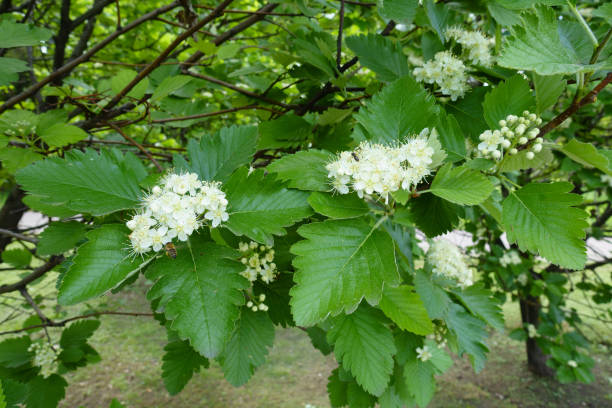 istock Compound inflorescences of Sorbus aria in mid May 1256100901