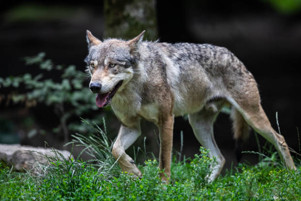 istock Baby grey wolf in the forest 1256100950