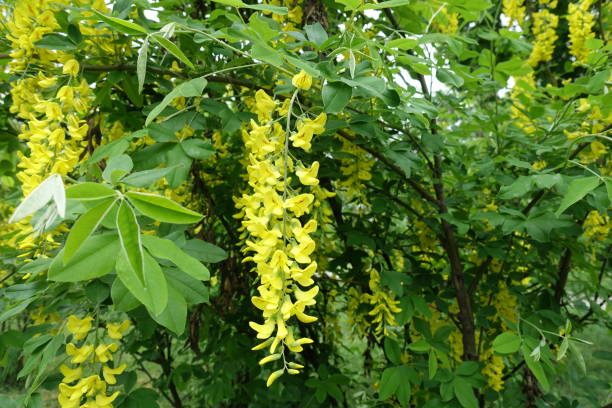 Close view of raceme of yellow flowers of Laburnum anagyroides in May Close view of raceme of yellow flowers of Laburnum anagyroides in May bright yellow laburnum flowers in garden golden chain tree image stock pictures, royalty-free photos & images