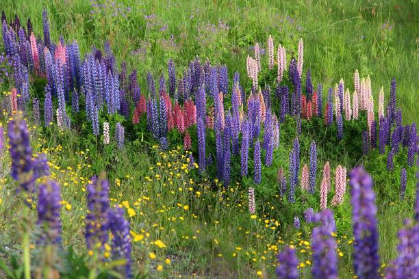 istock Lupine wild flowers, Norway 1256100960