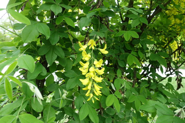 Closeup of panicle of yellow flowers of Laburnum anagyroides in May Closeup of panicle of yellow flowers of Laburnum anagyroides in May bright yellow laburnum flowers in garden golden chain tree image stock pictures, royalty-free photos & images