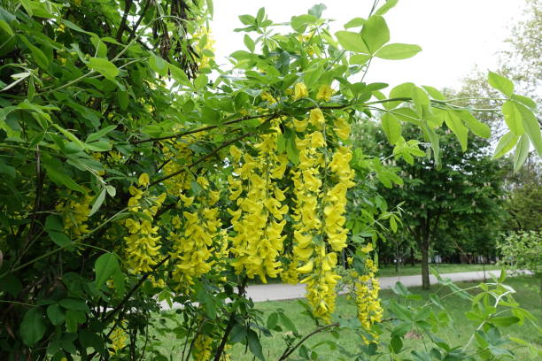 Flowering branch of Laburnum anagyroides in May Flowering branch of Laburnum anagyroides in May bright yellow laburnum flowers in garden golden chain tree image stock pictures, royalty-free photos & images