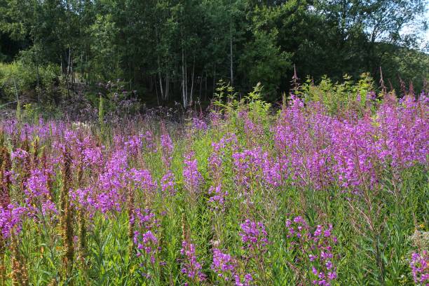 istock Chamaenerion angustifolium (fireweed) 1256101105