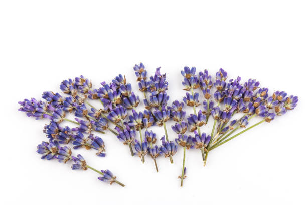 istock Lavender flowers isolated on white background. Close up. Space for text 1256102752