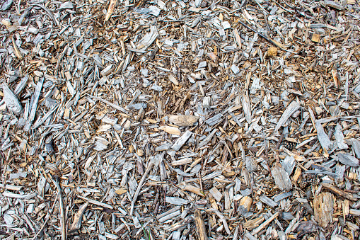 Dry wooden sawdust / scobs and wood chips on a ground. Natural raw background / wallaper / texture