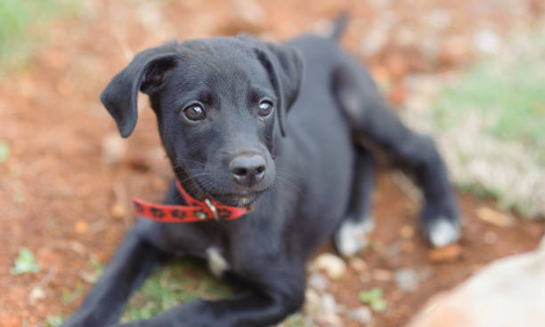 istock Pet dog still a puppy 1256103980