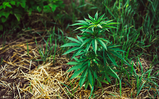 marijuana farm cultivation medical cannabis, vegetative bush on a farm in a field