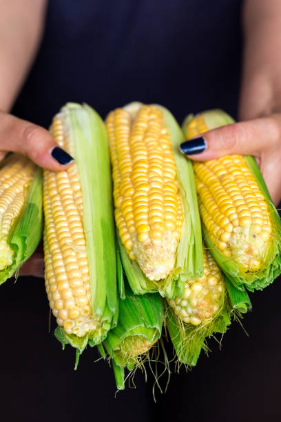 갓 수확한 옥수수 덩어리를 들고 있는 여성의 손 - corn on the cob macro corn crop freshness 뉴스 사진 이미지