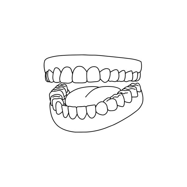 ilustrações de stock, clip art, desenhos animados e ícones de human teeth, outline, anatomical, hand drawn illustration. - human teeth dental hygiene anatomy diagram