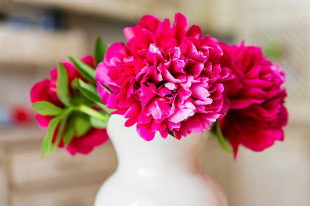 Bouquetof beautiful blossoming peony of bright pink fuchsia color in spring