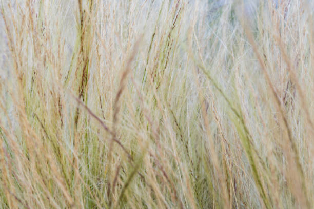 istock Blurred background of green and yellow grass 1256107121