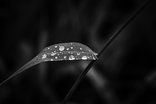 Black and white leaf with raindrops macro