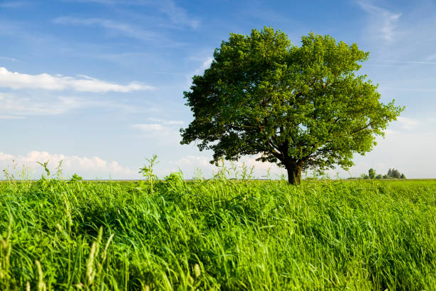 alberi in crescita - lonely tree immagine foto e immagini stock