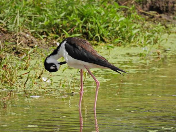 istock Black-necked Stilt (Himantopus mexicanus) preening its feathers in the Florida wetlands 1256109747