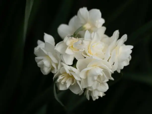 Closeup photo of a beautiful Jonquil flower head and green leaves with a soft focus green background