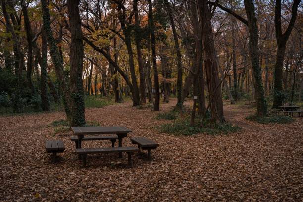 istock Autumn mood in the  park 1256111856