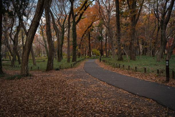 istock Autumn mood in the  park 1256111942