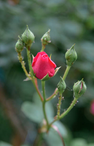 istock Closeup of rose bush flowers 1256111982