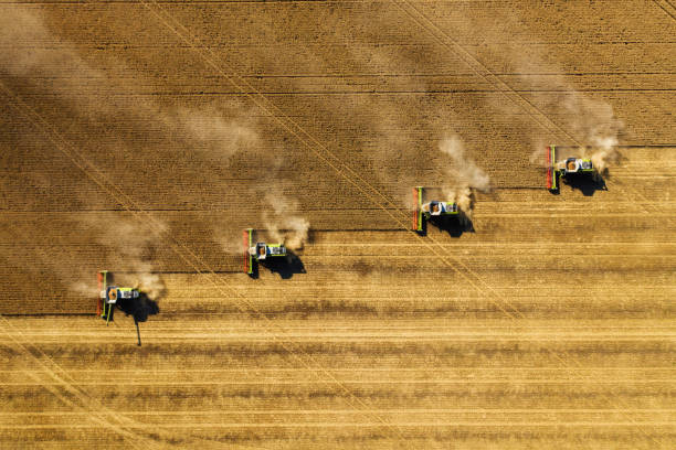 Harvesting In Agriculture Crop Field. Dust rising from combine during crop harvesting, no-till technology professional occupation. combine harvester stock pictures, royalty-free photos & images