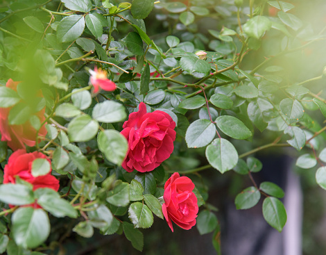 Closeup of rose bush flowers in summer garden during blossoming