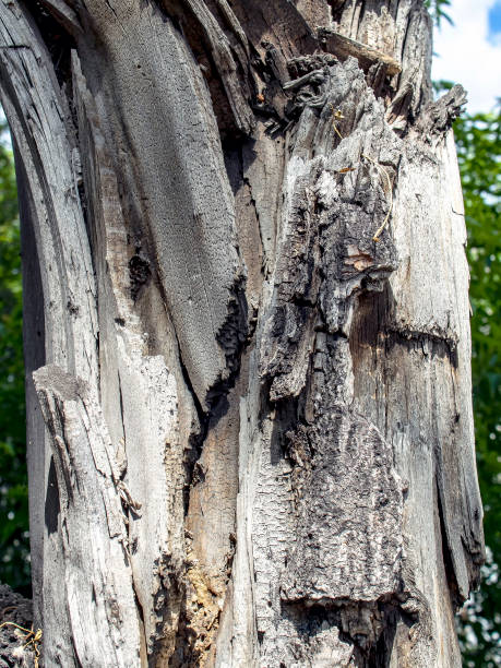 istock side surface of an old stump with cracks and fractures 1256113600