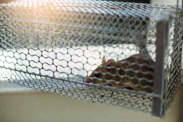 istock Selective focus to rat eye in a cage at home or office. 1256113637